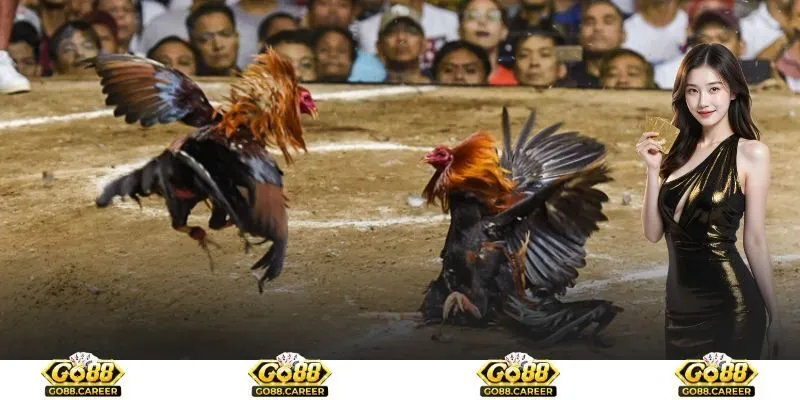 Bí quyết chơi cược đá gà cựa dao nhanh thắng