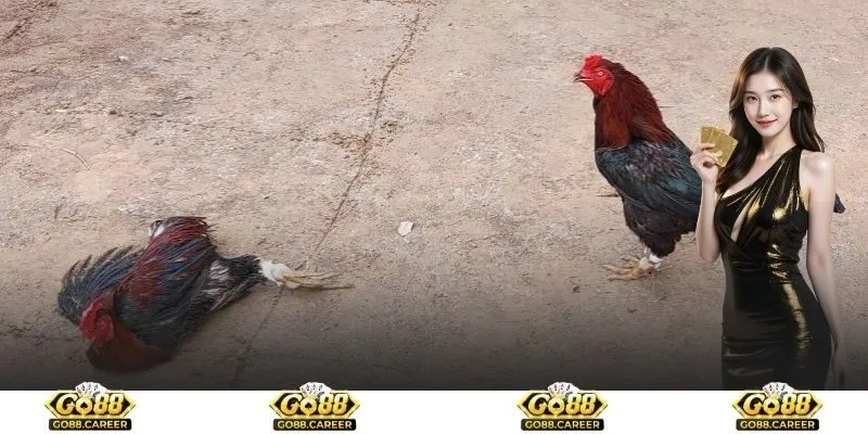 Một số nhà phát hành đá gà hot nhất trong trang chủ Go88