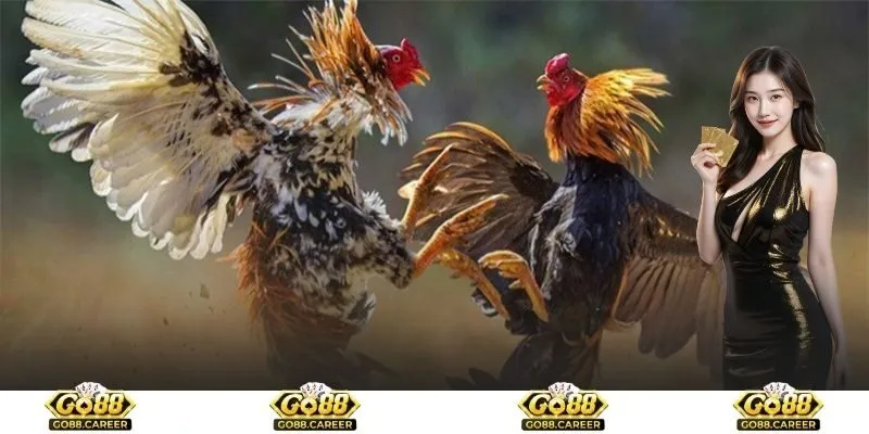 Mô tả cơ bản về chuyên mục cá cược đá gà Go88