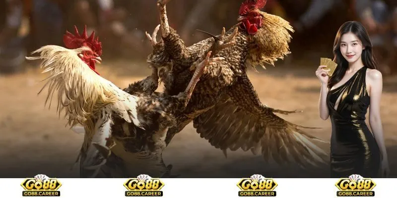 Hướng dẫn chọn chiến kê tham gia thi đấu chất lượng