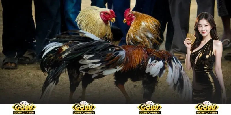 Tổng quan về nguồn gốc của đá gà cựa dao