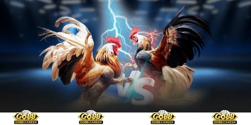 Thông tin tổng quan về trường gà lớn nhất hiện nay 