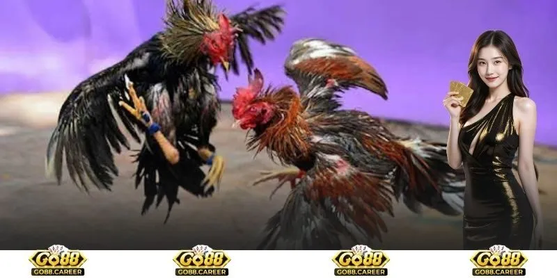 Ưu điểm đặc biệt đối với sảnh đá gà Go88